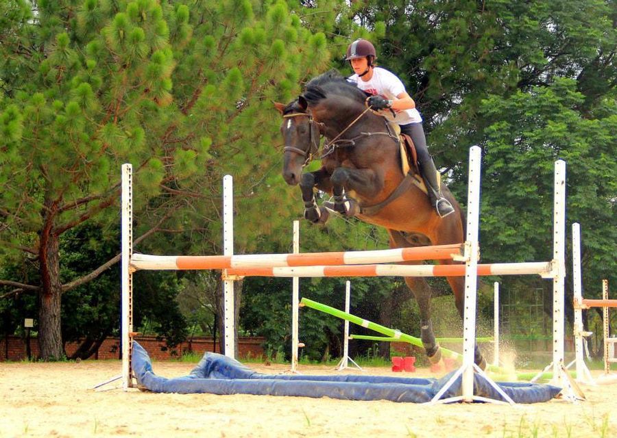 Uron M - KWPN (Dutch Warmblood - Showjumping Stallion